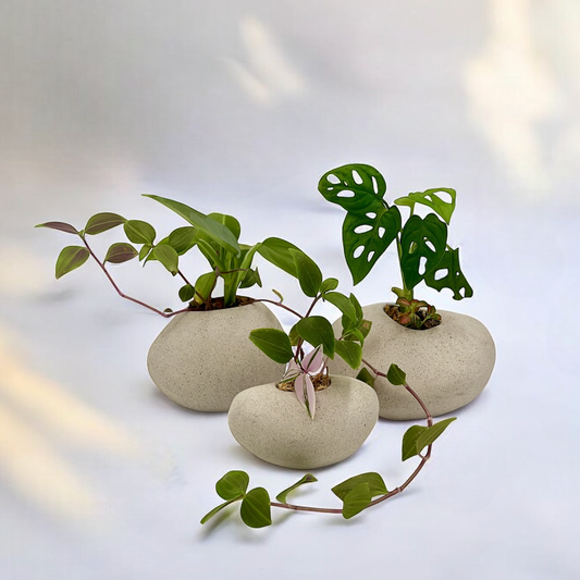 Set of handmade stone-look ceramic planters with a smooth, organic shape, designed to resemble natural river stones. Each planter holds a vibrant green plant, creating a minimalist and nature-inspired aesthetic for indoor or outdoor spaces.